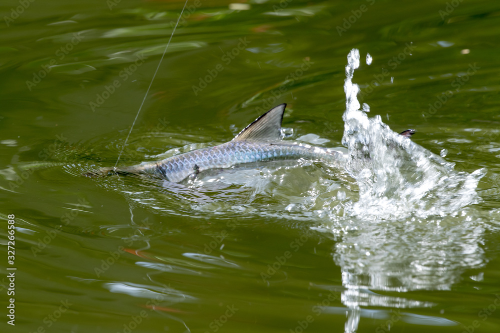 Fototapeta premium Tarpon Jumping fighting with an angler