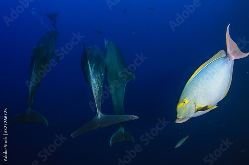 Dolphins in el boiler, ravillagigedo archipelago, Mexico.