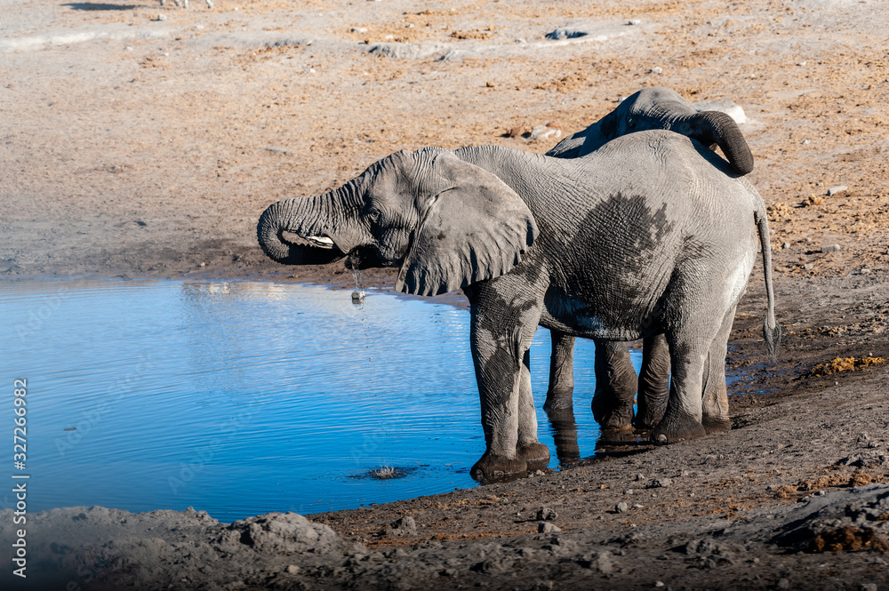 Fototapeta premium Dwa słonie afrykańskie -Loxodonta Africana- piją z wodopoju. Park Narodowy Etosha, Namibia.
