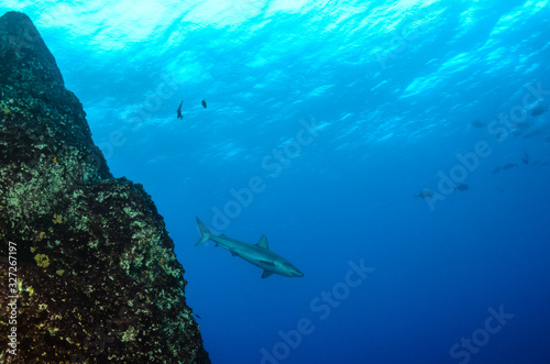 Galapagos and silvertip sharks, Revillagigedo islands, Mexico.