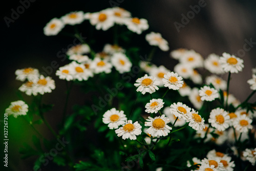 Delicate little daisy flowers on a city flower bed. Photography for background