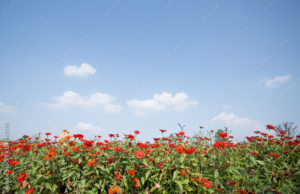 Gesanghua blooming under blue sky and white clouds Gesanghua blooming under blue sky and white clouds