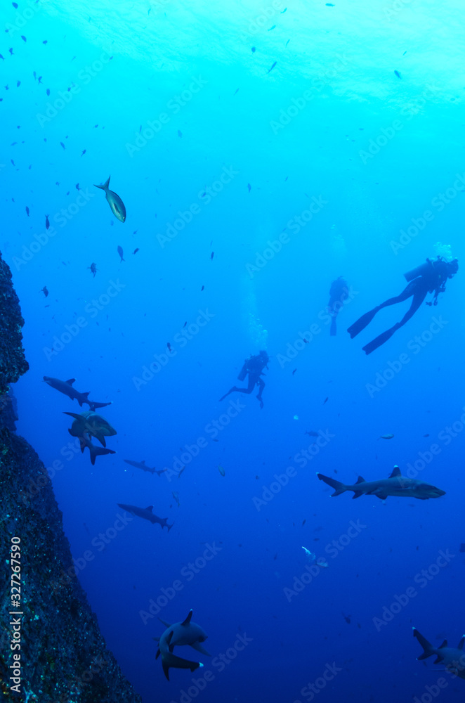 Fototapeta premium Ryby rafowe z archipelagu Revillagigedo. Meksyk.