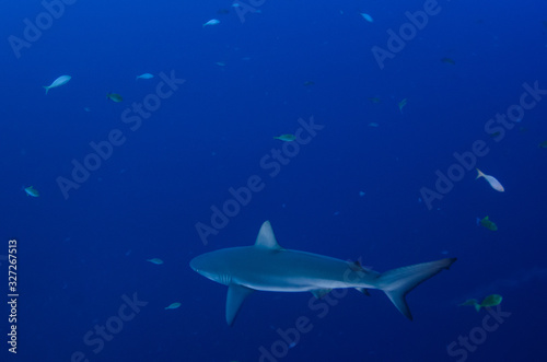 Galapagos and silvertip sharks, Revillagigedo islands, Mexico. © leonardogonzalez