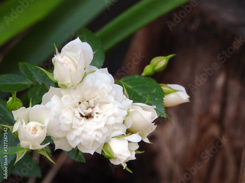 White with pink tones Miniature Rose plant