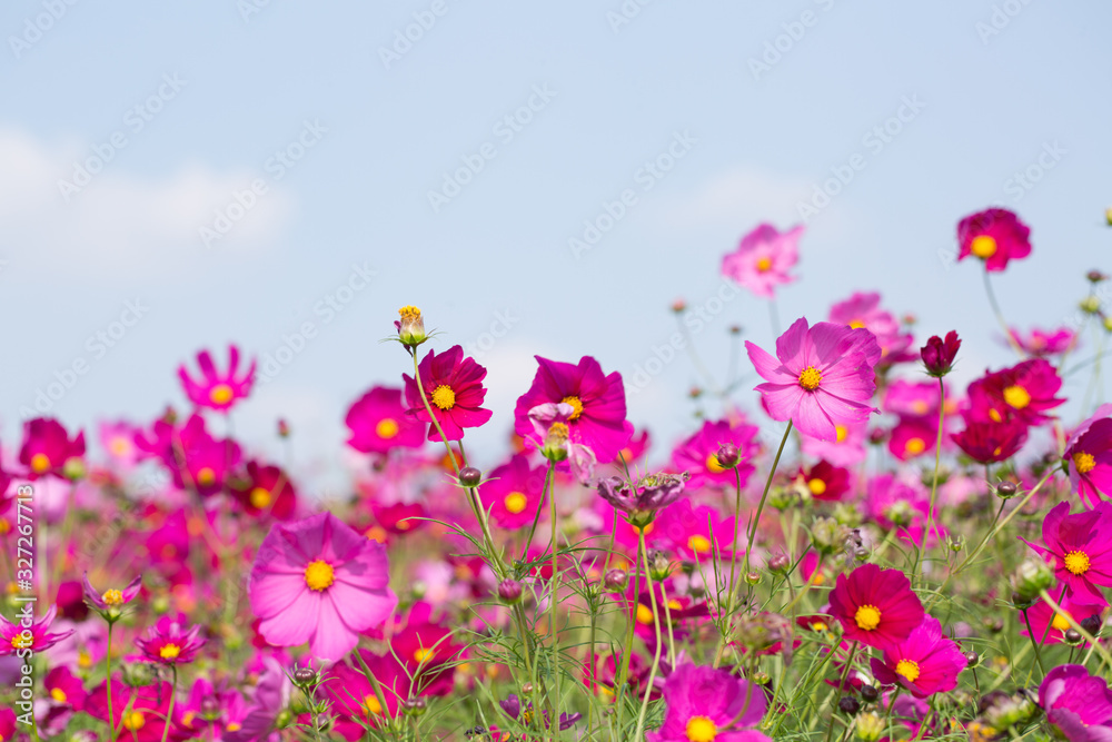 Gesanghua blooming under blue sky and white clouds Gesanghua blooming under blue sky and white clouds