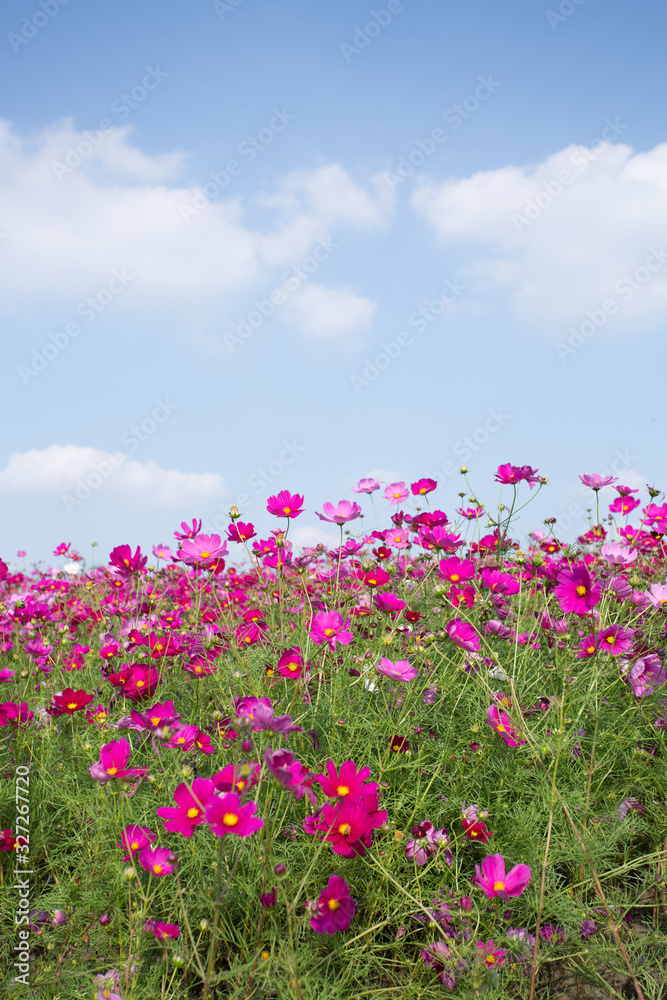 Gesanghua blooming under blue sky and white clouds Gesanghua blooming under blue sky and white clouds