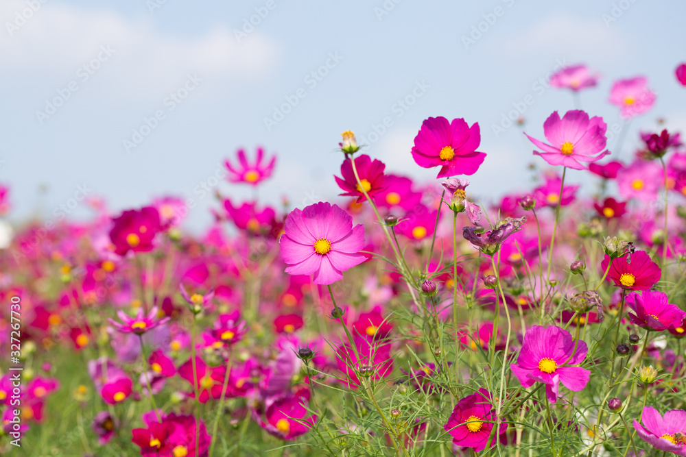 Gesanghua blooming under blue sky and white clouds