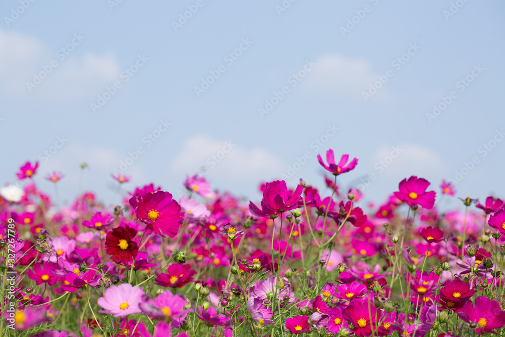 Gesanghua blooming under blue sky and white clouds Gesanghua blooming under blue sky and white clouds