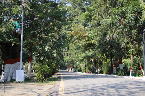 street in the forest 