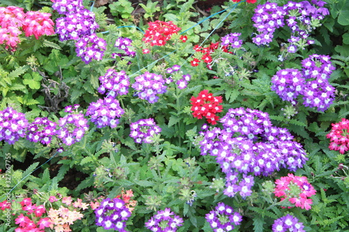 flowers in the garden