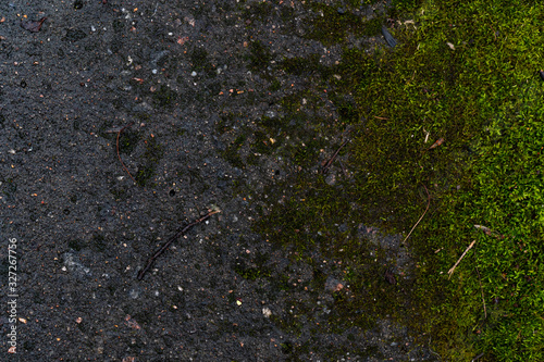 Background image of an old concrete slab covered with emerald moss
