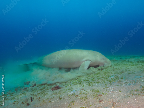 Dugong (sea cow) eating sea grasses in sandy bottom