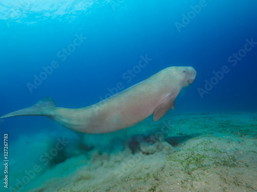 Photos Dugong (sea cow) swimming underwater