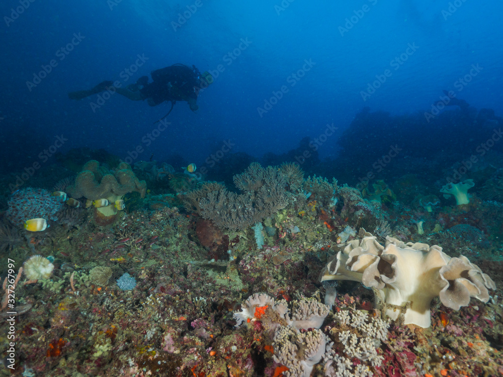 Fototapeta premium Scuba diver and coral reef
