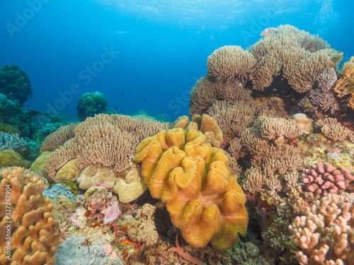 Fototapeta Naklejka Na Ścianę i Meble -  Various corals in Timor Leste (East Timor)