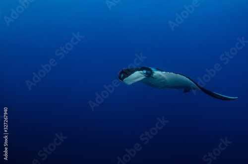 Manta ray at revillagigedo archipelago  Mexico.
