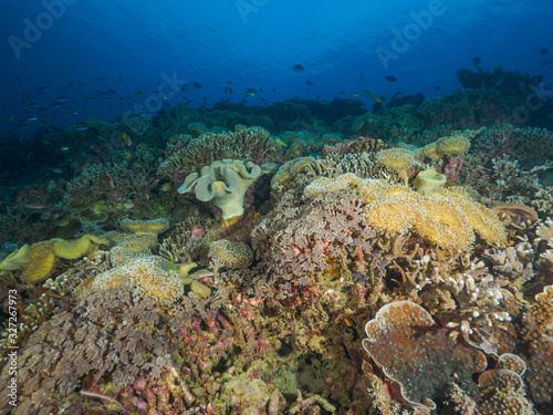 Various corals in Timor Leste  East Timor 