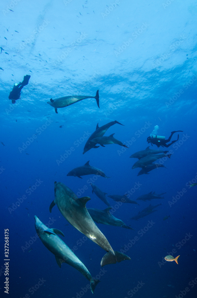Dolphins in el boiler, ravillagigedo archipelago, Mexico. Dolphins in el boiler, ravillagigedo archipelago, Mexico.