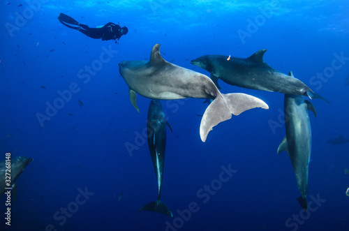 Dolphins in el boiler, ravillagigedo archipelago, Mexico. © leonardogonzalez