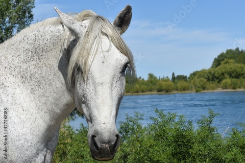 caballo