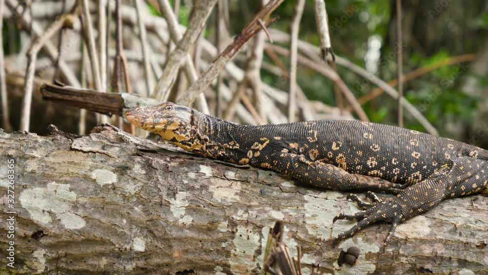 Video Stock 4k video of big varan lizard lying on tree branch at ...