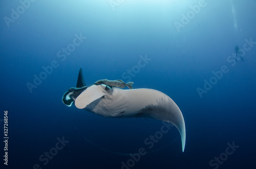 Fototapeta Naklejka Na Ścianę i Meble -  Manta ray at revillagigedo archipelago, Mexico.