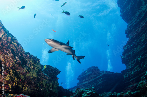 White tipped reef sharks at roca partida  revillagigedo  Mexico.