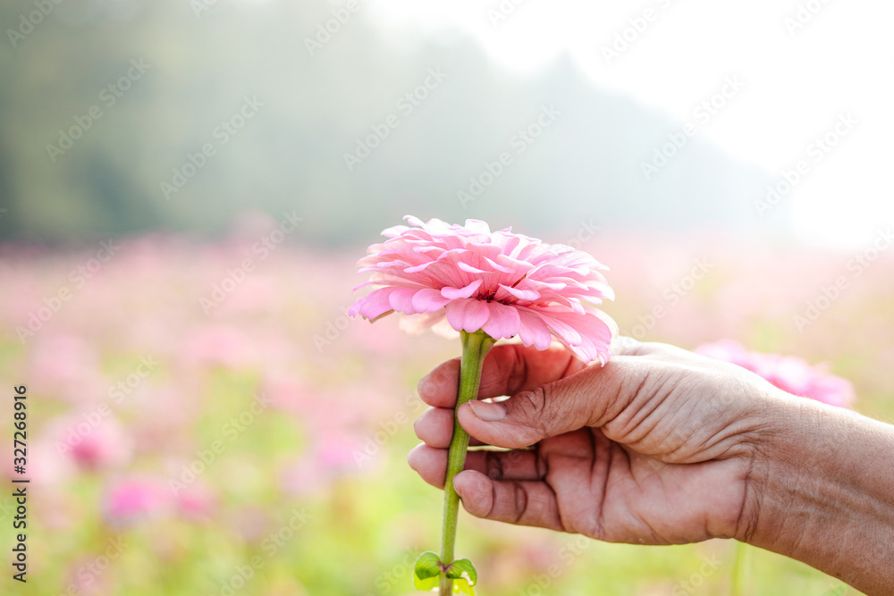 Senior hands hold pink flowers in a large outdoor garden. Concept of caring for the elderly to be happy