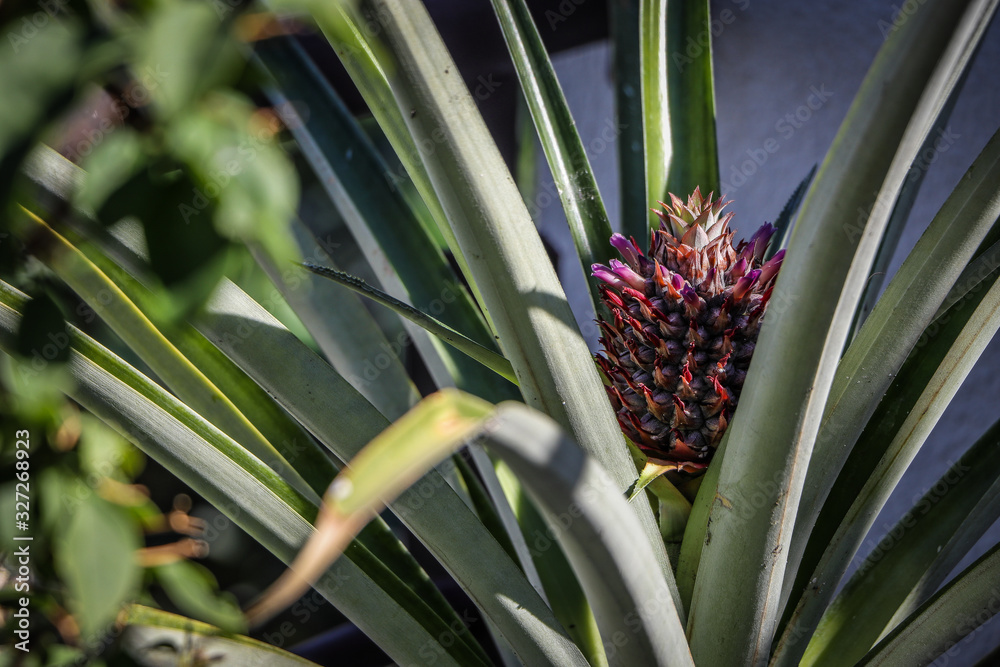 Obraz premium Planta de piña