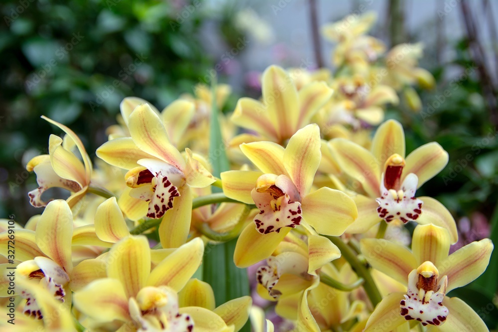 Obraz premium View of branch of beautiful yellow Phalaenopsis orchid on blurred background. Phalaenopsis Blume, commonly known as moth orchids, is a genus of about seventy species of orchids in the family orchid