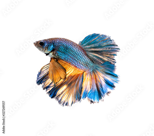 Multi color Siamese fighting fish(Rosetail)(half moon),fighting fish,Betta splendens,on white background with clipping path