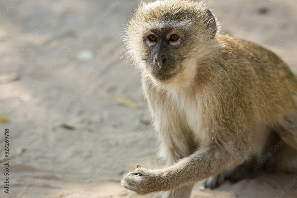 Vervet Monkey