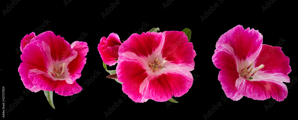 Pink isolated flowers on a black background. Azalea Pink isolated flowers on a black background. Azalea