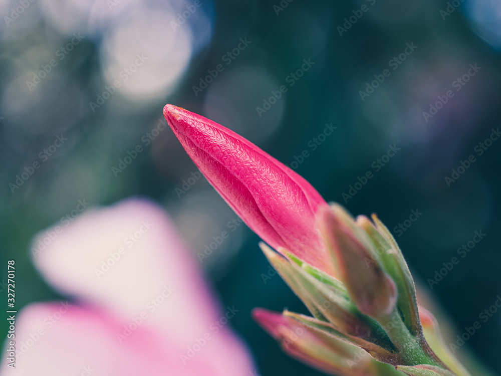 Fototapeta premium closeup of a flower