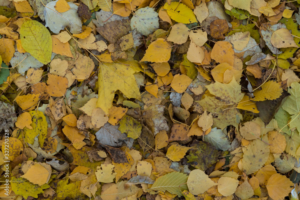 Graphic resources abstract textured walkway background in autumn foliage park