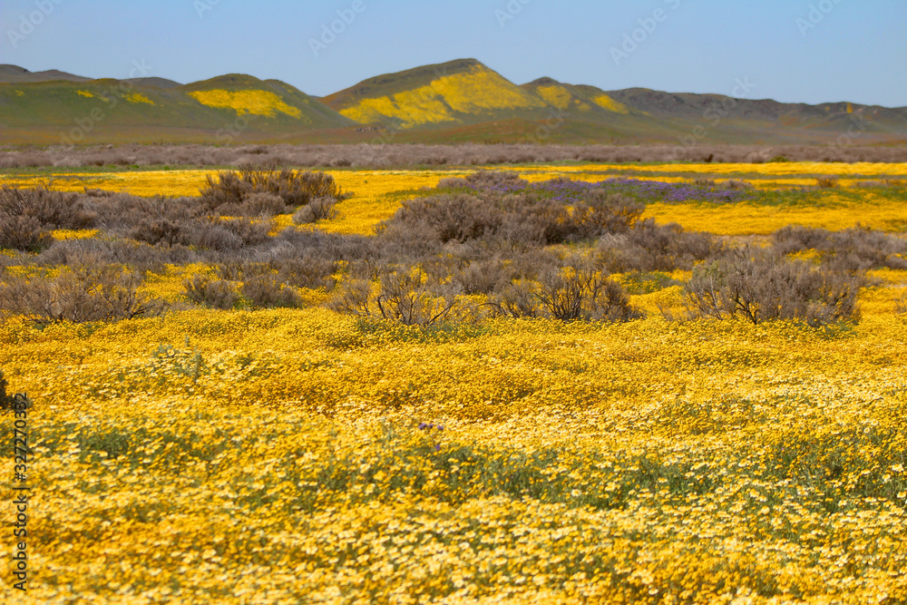 Fototapeta premium Spring in Carrizo Plain National Monument (CA 07647)