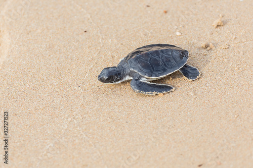 Baby green sea turtle walks in the sand towards the ocean 