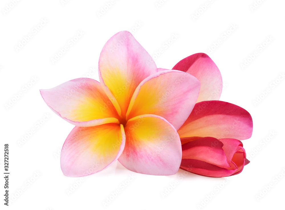 Naklejka premium frangipani flower isolated on white background