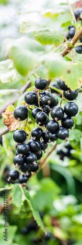 Blackcurrant Berries on a Branch