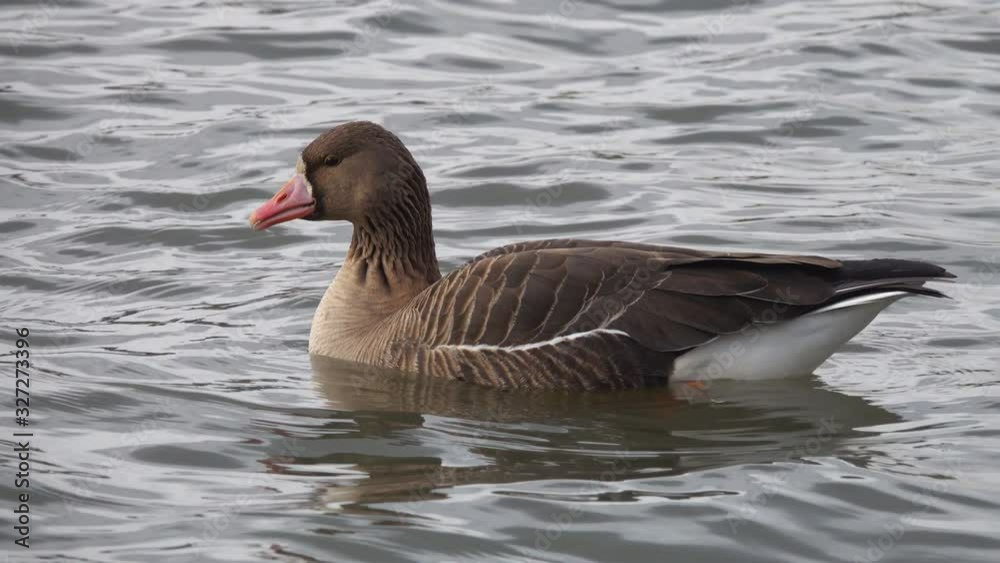 Greater White-fronted Goose (Anser albifrons). Wild Goose is floating in the water, close-up Greater White-fronted Goose (Anser albifrons). Wild Goose is floating in the water, close-up