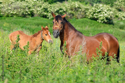Red horse with young horses on a pasture