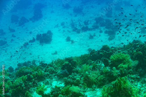 Fototapeta Naklejka Na Ścianę i Meble -  A thriving,healthy coral reef covered in hard corals, soft coral with abundant fish life. toned