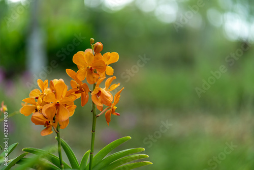 Fotografie Blooming Siberian Wallflower ( Erysimum x marshallii ) close-up with orange blossoms