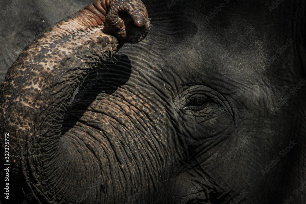 Closed up of a sumatran Elephant