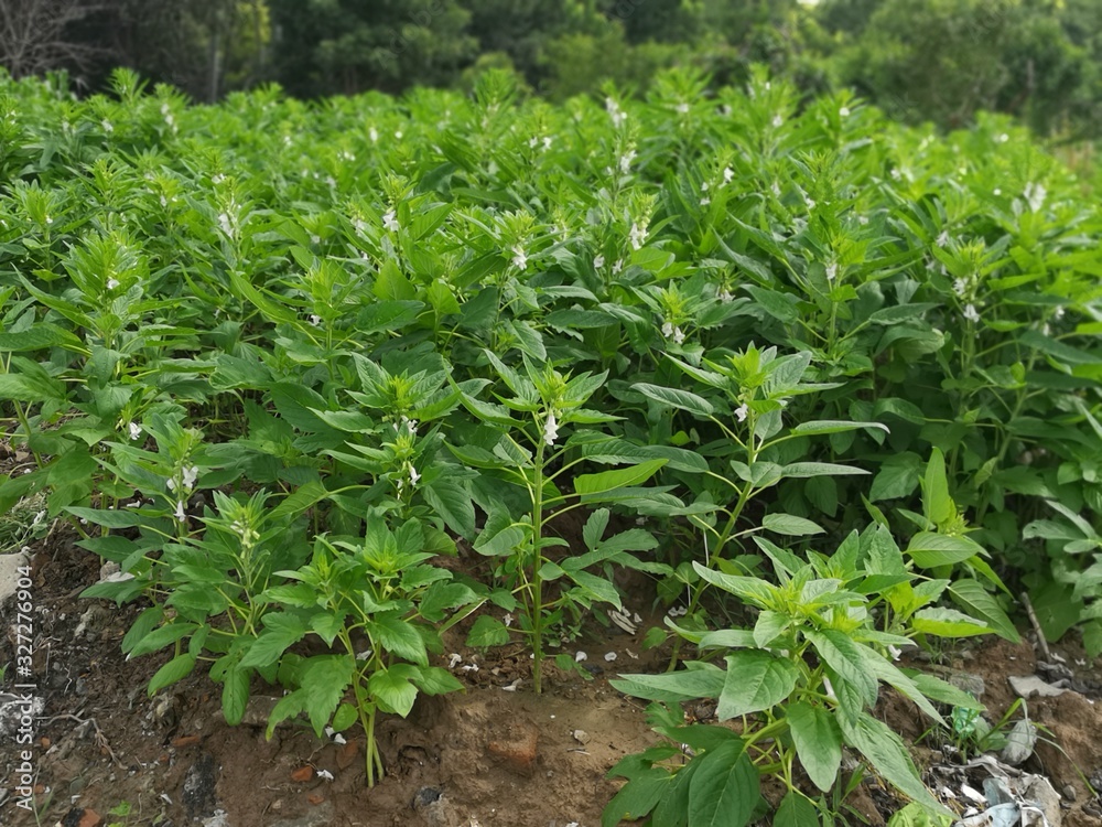 Sesame seedlings planted in rural areas of China Sesame seedlings planted in rural areas of China