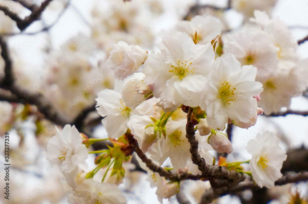 White Cherry blossom or sakura flower in spring season at Japan. Hanami festival in the park. White Cherry blossom or sakura flower in spring season at Japan. Hanami festival in the park.