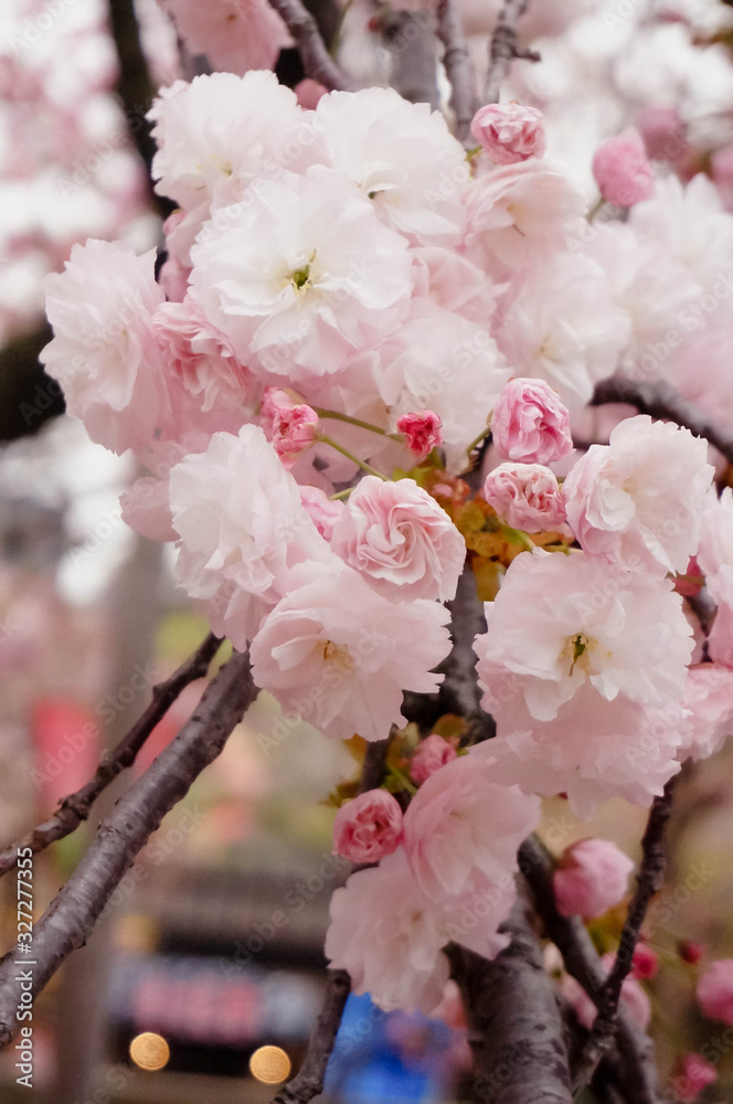 Pink Cherry blossom or sakura flower in spring season at Japan. Hanami Festival. Pink Cherry blossom or sakura flower in spring season at Japan. Hanami Festival.