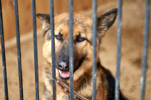 Sad view of a dog resting in the kennel behind a lattice