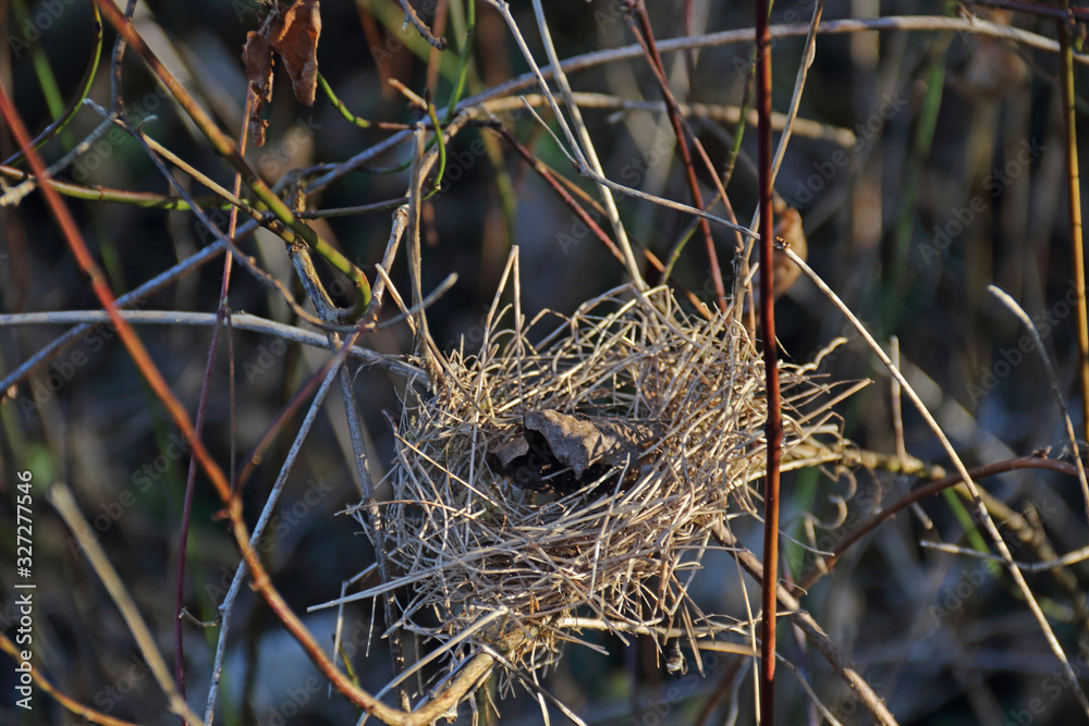 Vogelnest Vogelnest